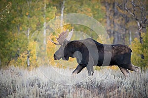 Alces alces shirasi, Moose, Elk