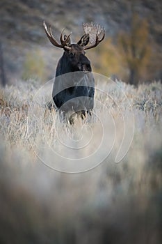 Alces alces shirasi, Moose, Elk