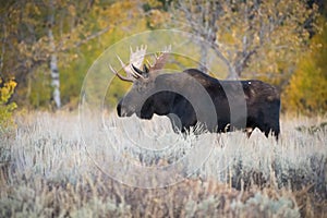 Alces alces shirasi, Moose, Elk