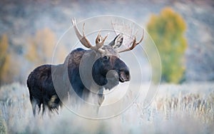 Alces alces shirasi, Moose, Elk