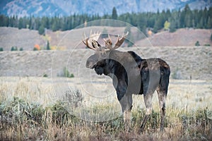 Alces alces shirasi, Moose, Elk