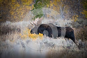 Alces alces shirasi, Moose, Elk