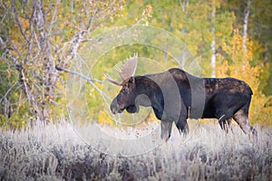 Alces alces shirasi, Moose, Elk