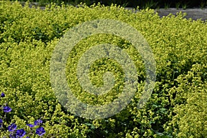 Alchemilla Glaucescens plant, in the garden.