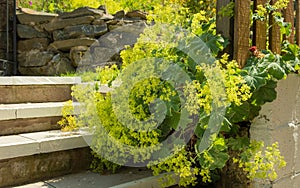 Alchemilla or lady`s mantel plant n full summer bloom in summer