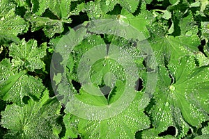 Alchemilla, the Medicinal Herb, Ladies Mantle photo