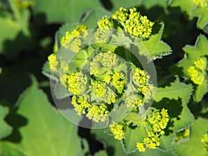 Alchemilla mollis - garden lady`s-mantle