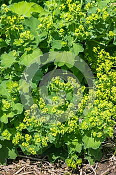 Alchemilla mollis - garden Lady`s Mantle plant with flowers in bloom growing in border garden