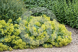 Alchemilla mollis photo