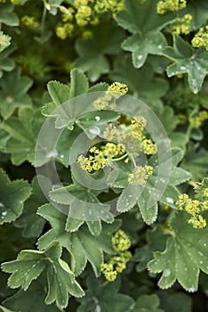 Alchemilla monticola plant in bloom