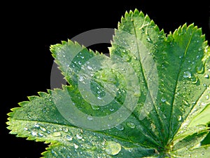 Alchemilla pratensis photo