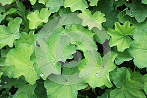 Alchemilla vulgaris