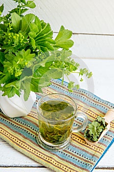 Alchemilla vulgaris, common lady\'s mantle medicinal herbal tea in clear cup. Fresh lady\'s mantle plants in vase.
