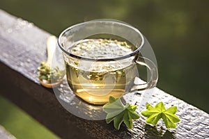 Alchemilla vulgaris  common lady`s mantle medicinal herbal tea concept. photo