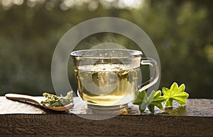 Alchemilla vulgaris  common lady`s mantle medicinal herbal tea concept. photo