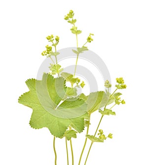 Alchemilla vulgaris, common name Lady\'s mantle. Isolated on white background