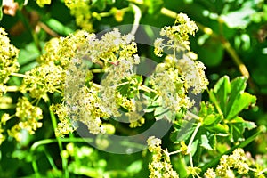 Alchemilla vulgaris L. in the mountains of Abkhazia