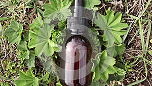 Alchemilla vulgaris, lady\'s mantle medicinal tincture in brown bottle.