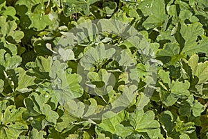 Alchemilla vulgaris - a popular medicinal plant