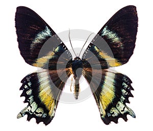 Alcides orontes tropical butterfly isolated photo