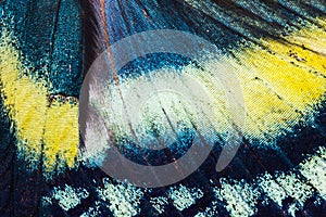 Alcides orontes tropical butterfly wing photo
