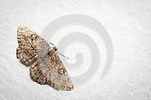 Alcis repandata moth on white surface, top view. Space for text