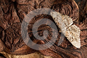 Alcis repandata moth on wooden textured background, top view. Space for text