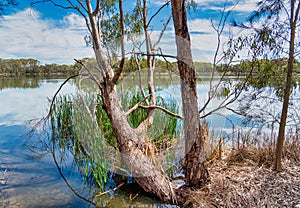 The Alcoa Wellard wetlands provide a refuge for water birds during autumn when hot summer weather has dried up other wetlands