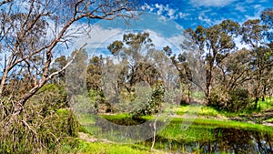 The Alcoa Wellard wetlands provide a refuge for water birds during autumn when hot summer weather has dried up other wetlands
