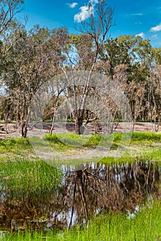 The Alcoa Wellard wetlands provide a refuge for water birds during autumn when hot summer weather has dried up other wetlands