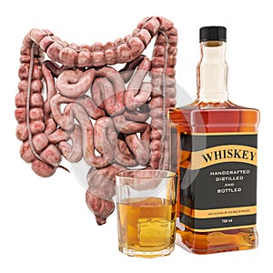 Alcohol`s effects on the intestines concept. Human intestines with alcohol drink. 3D rendering