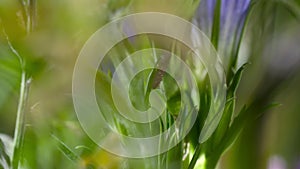 Alcon blue caterpillars on the marsh gentian