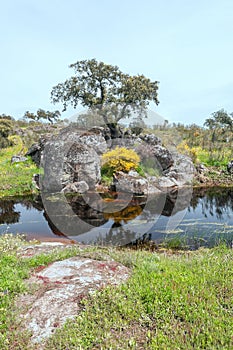 Alcornocal in the lake