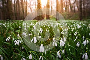 Alcsutdoboz, Hungary - Beautiful field of snowdrop flowers Galanthus nivalis in the forest of Alcsutdoboz with warm sunshine