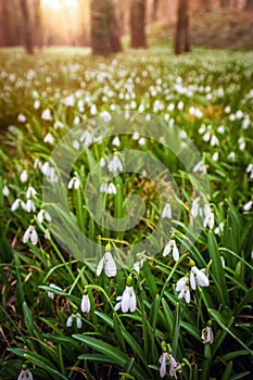 Alcsutdoboz, Hungary - Beautiful field of snowdrop flowers Galanthus nivalis in the forest of Alcsutdoboz with warm sunshine