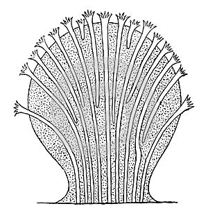 Alcyonacea Alcyonaria, vintage illustration