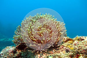 The Alcyonacea, or soft coral