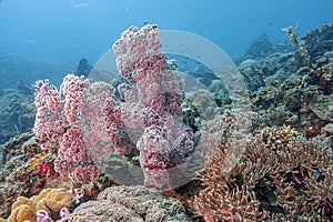 Alcyonacea, or soft corals