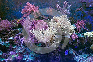 Alcyonacea Soft Corals: Beautiful. Colorful branching White Orange Yellow colored Gorgonian Sea Fan with hard sclerites skeletons