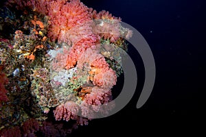 Alcyonarian Soft Coral wall underwater