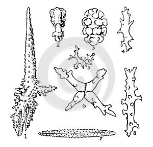 Alcyonarian Spicules, vintage illustration