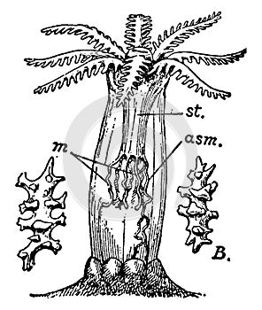 Alcyonarian zooid, vintage illustration