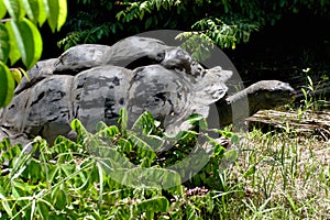 Aldabra giant tortoise