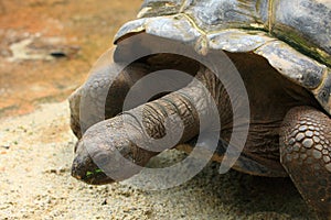 Aldabra giant tortoise