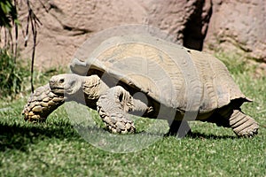 Aldabra giant tortoise photo