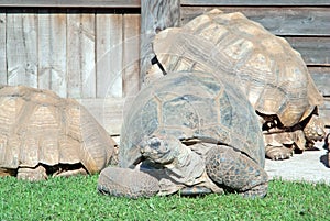 Aldabra giant tortoise