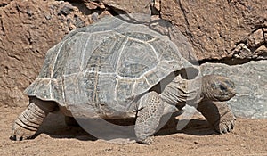 Aldabra giant tortoise 4