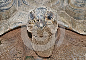 Aldabra Giant Tortoise Aldabrachelys Gigantea