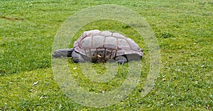 Aldabra giant tortoise Aldabrachelys gigantea