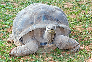 Aldabra giant tortoise (Aldabrachelys gigantea)